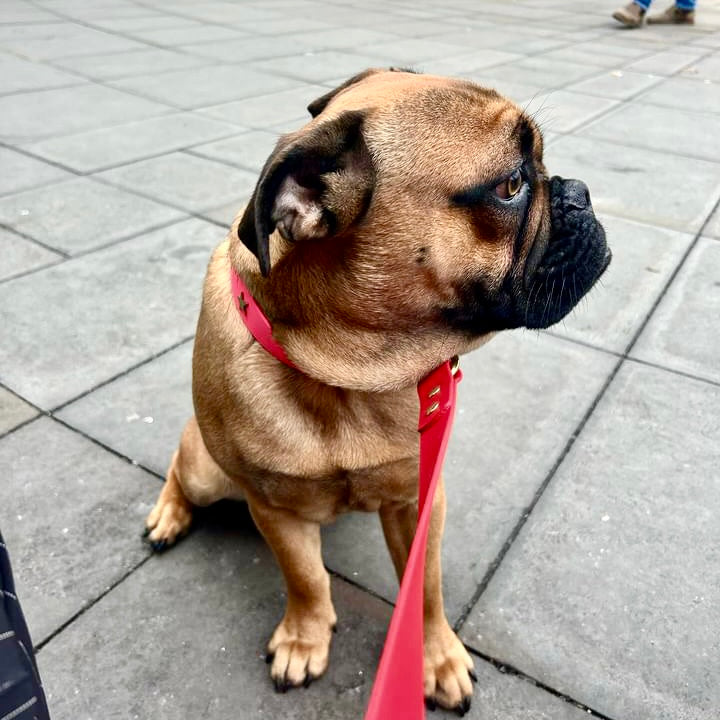 Biothane dog lead in waterproof vegan pink leather