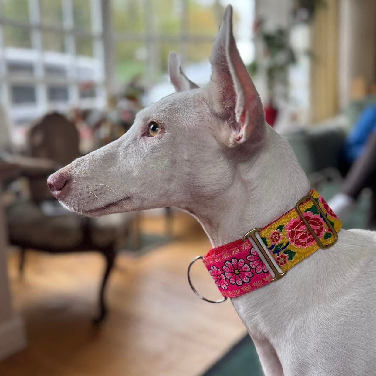 Martingale dog collar in mustard yellow rose design
