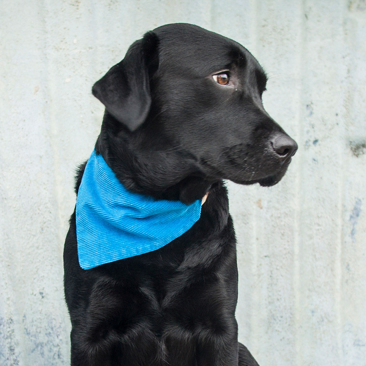 SALE - Slip on Dog & Cat Bandana - Teal Cord