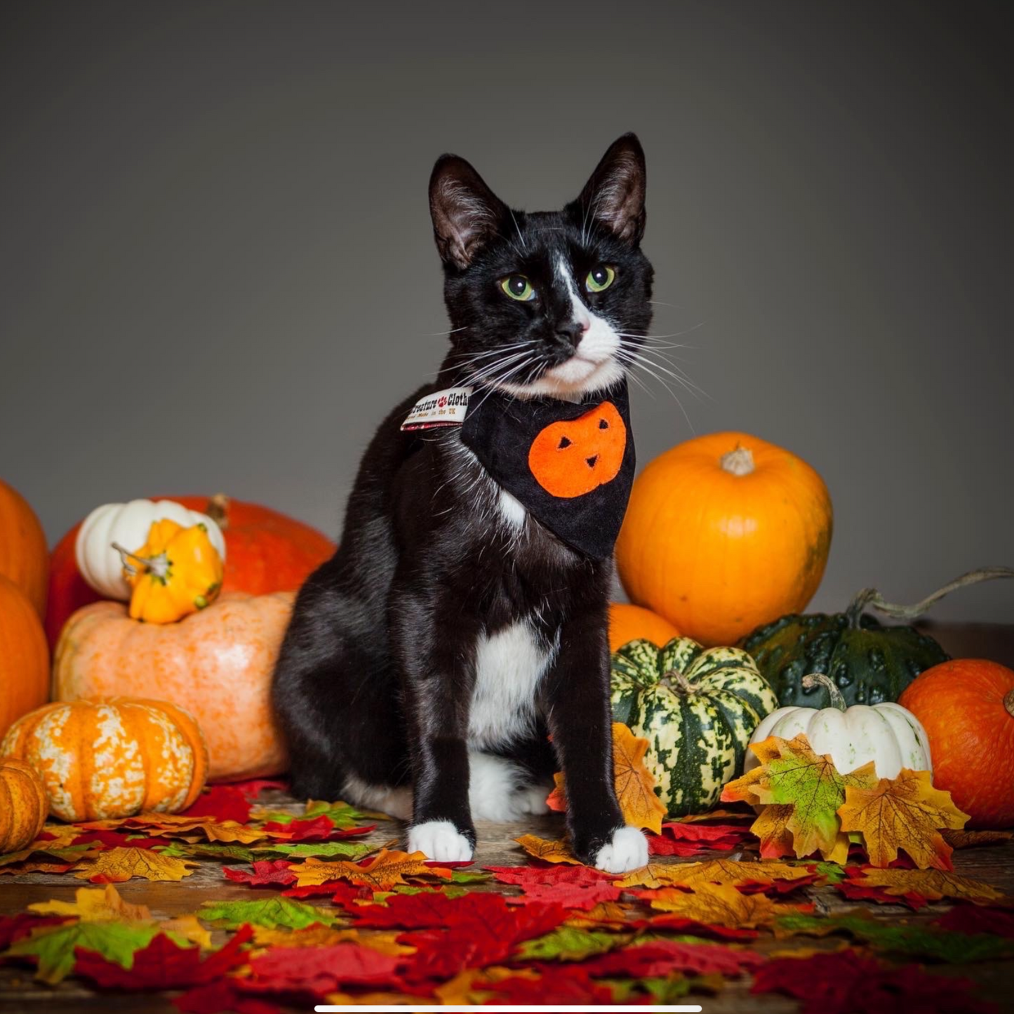 Slip on Dog & Cat Bandana - Halloween Pumpkin Design