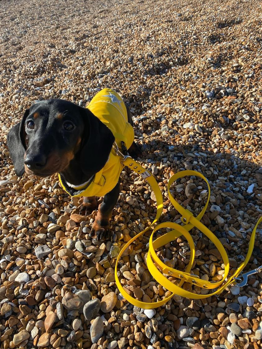 Waterproof Dog Coat in Yellow