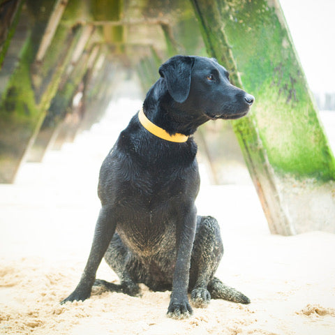 All weather biothane vegan dog collar in Gold. Waterproof, wipe clean, wicked.