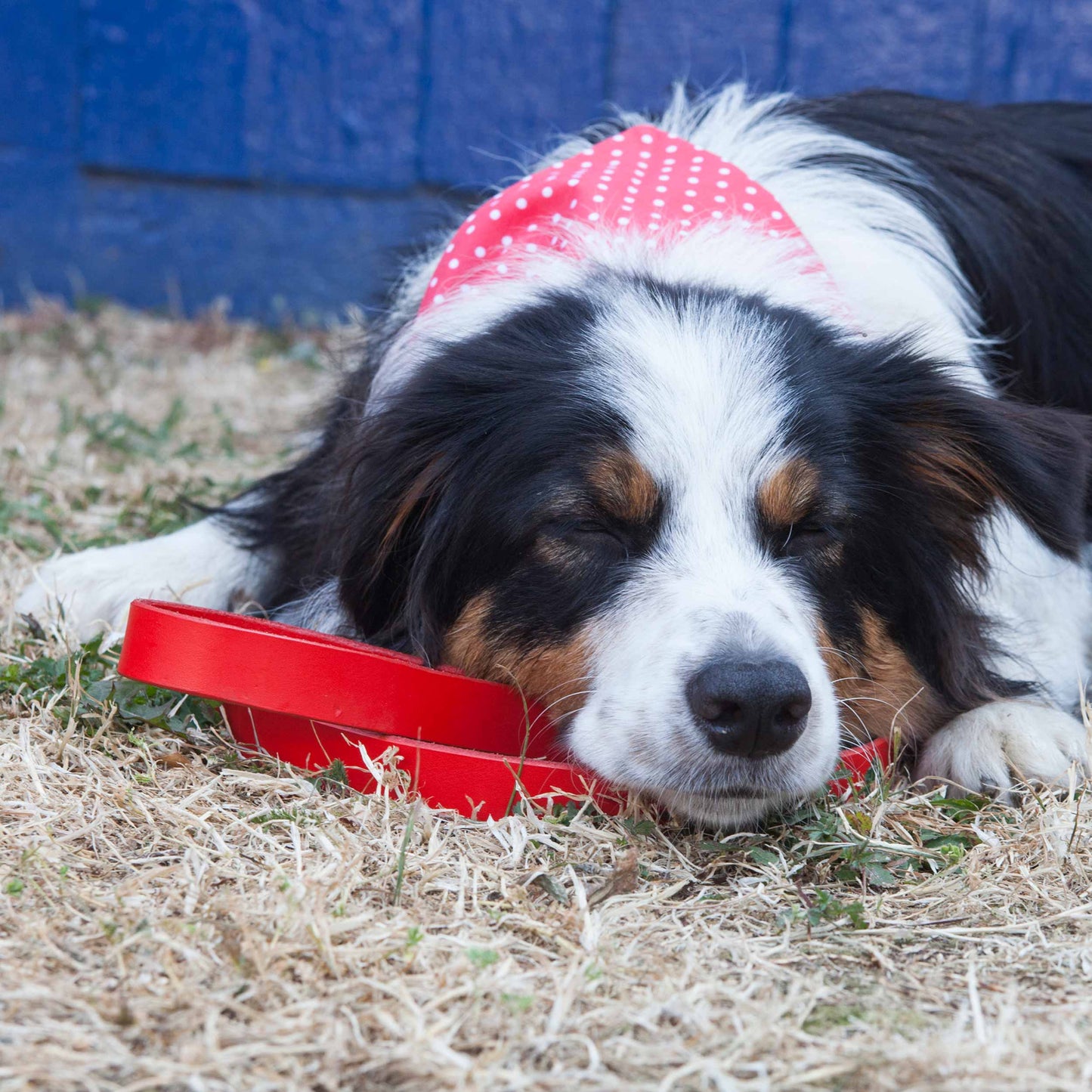 Silver Bone Red Leather Dog Lead