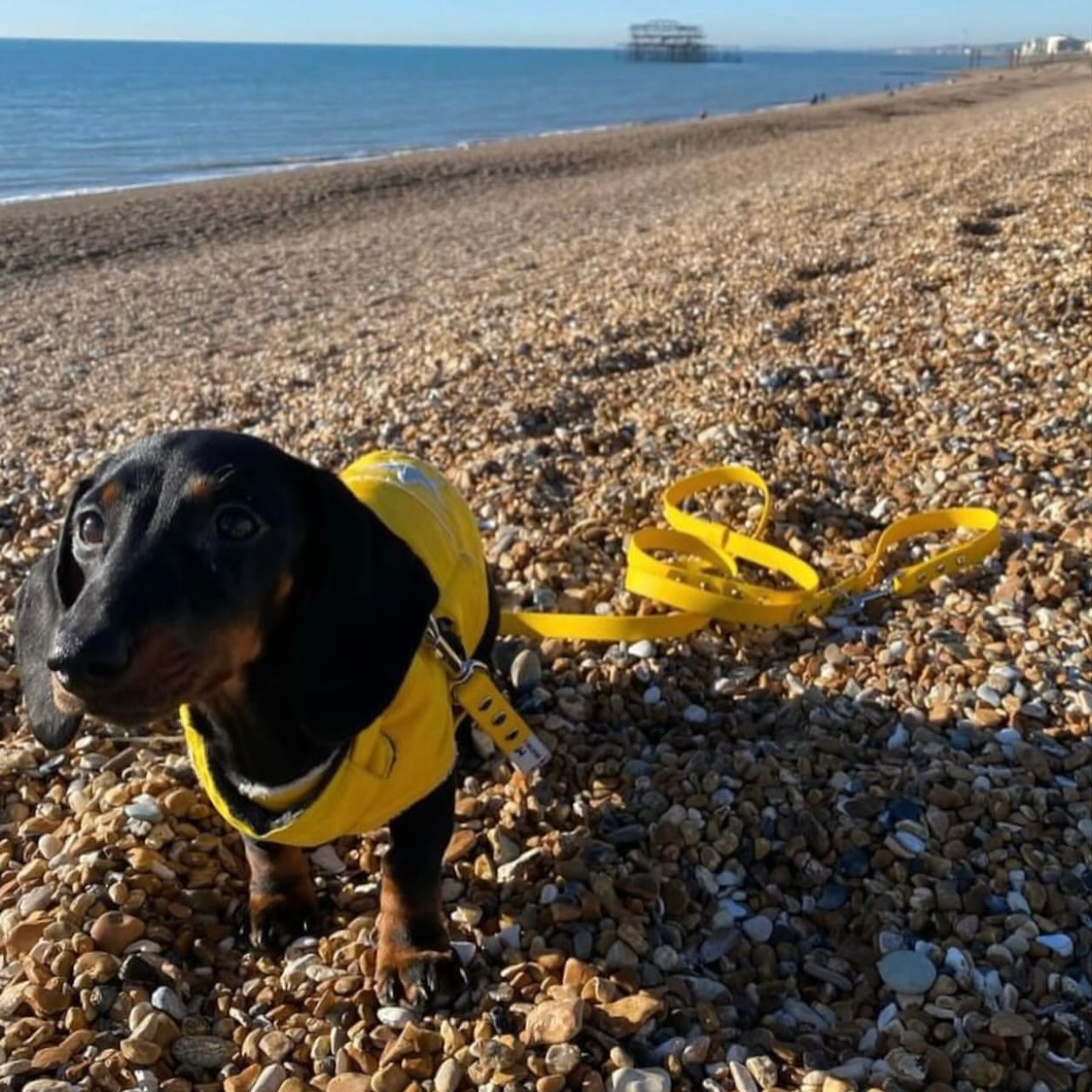 Biothane waterproof vegan leather hands-free dog lead in bright yellow dog on beach, Creature Clothes