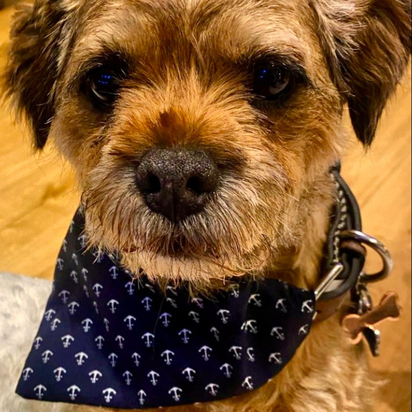 dog bandana, bandanas for dogs, navy blue anchor design, dog bandana, slip on collar dog bandana, bandanas for dog collars, Creature Clothes