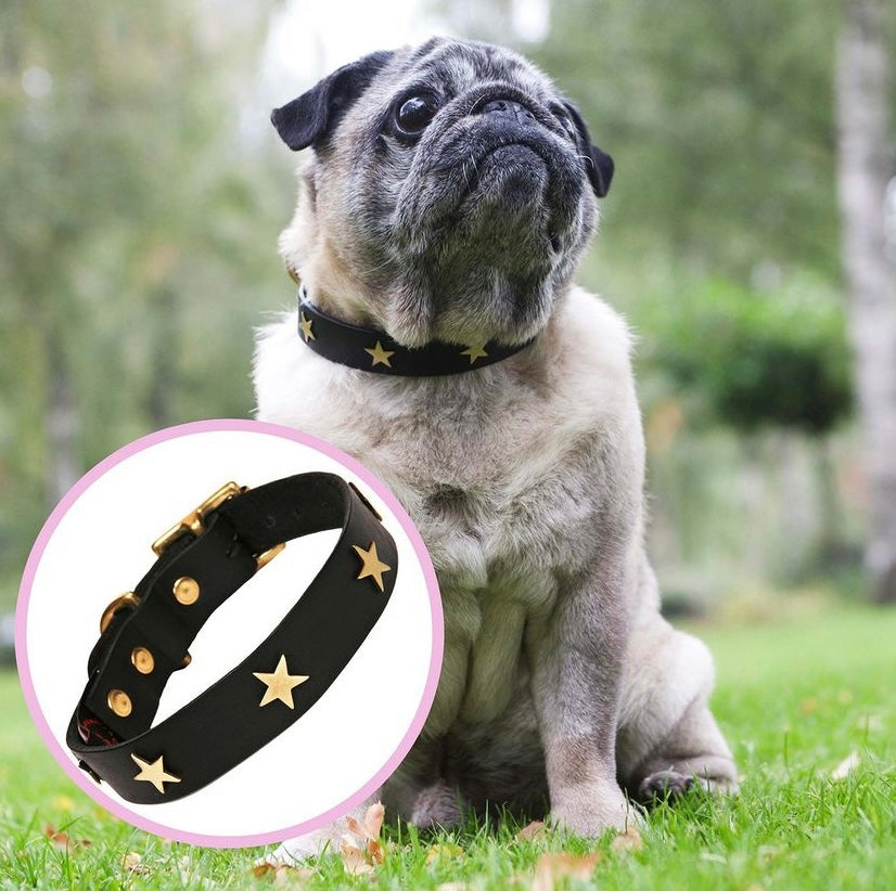 Brass Star Black Leather Dog Collar on Leroy the pug, Creature Clothes