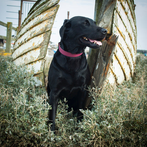 All weather biothane vegan dog collar in Burgundy. Waterproof & wipe clean.
