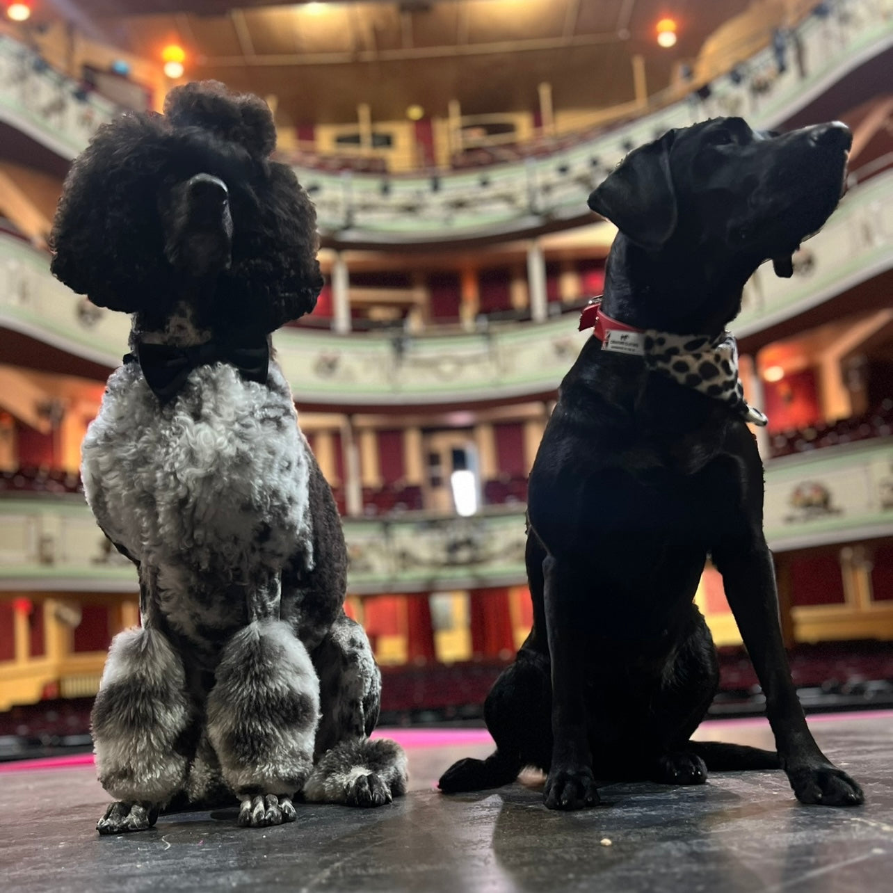 Slip on Dog Bandana in Dalmatian Faux Fur, Creature Clothes, bandanas for dogs, 101 Dalmations the Musical UK, Theatre Royal Brighton, Cruela de Vil, Limited Edition collection of 101 Dalmations merchandise