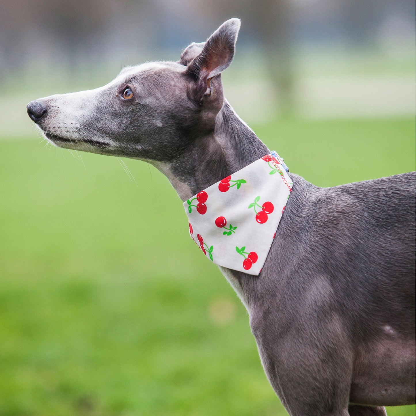 dog bandana, bandanas for dogs, cherry design dog bandana, slip on collar dog bandana, bandanas for dog collars, Creature Clothes