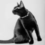 Cat Collar in Black and White Stripe Design