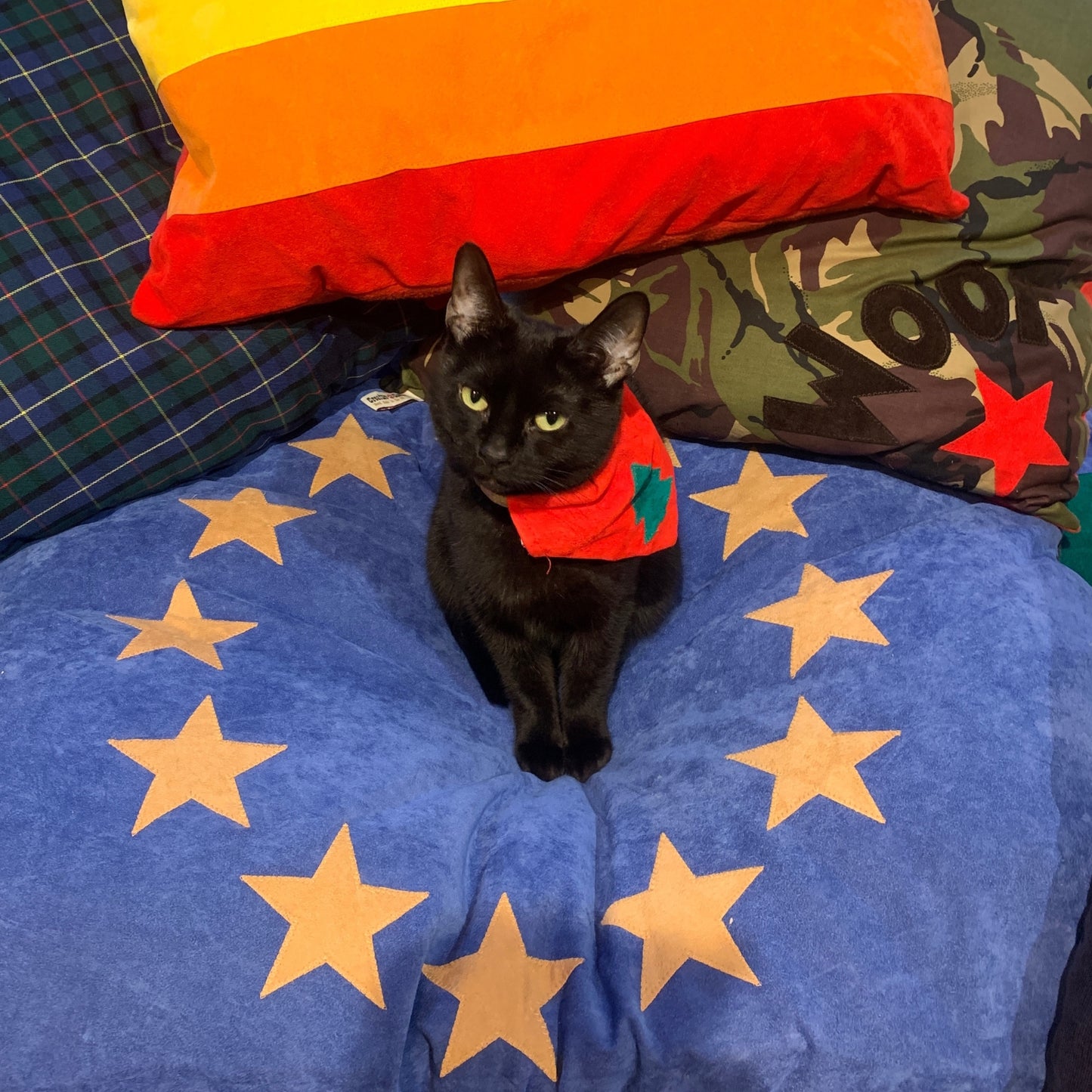 EU flag cat bed, eu flag pet bed, cat bed, Creature Clothes