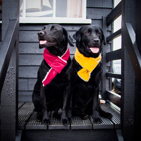 dog scarves, mustard dog scarf, cranberry red dog scarf, scarves for dogs, Sherpa fleece dog scarf, velvet dog scarf, Creature Clothes fleece dog scarf