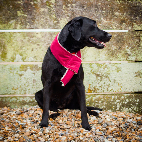 dog scarves, cranberry red dog scarf, scarves for dogs, Sherpa fleece dog scarf, velvet dog scarf, Creature Clothes fleece dog scarf