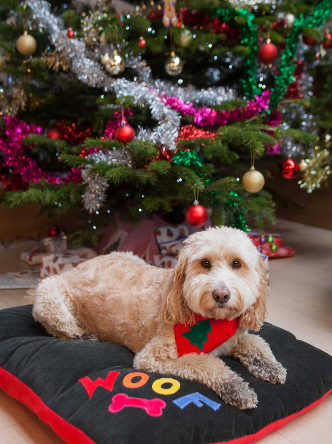 Dog Bed with rainbow Woof letters in Black Velvet Creature Clothes Christmas dog