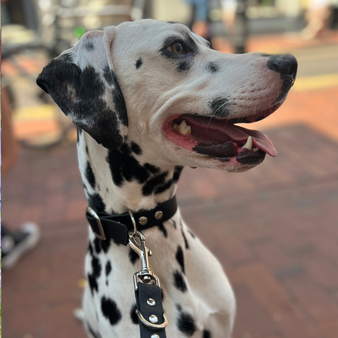 Waterproof vegan leather dog collar in black Biothane, Creature Clothes