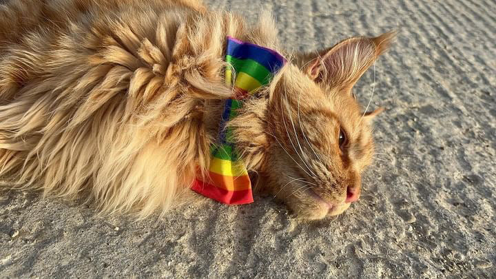 Dog & Cat Bow Tie - Pride Design