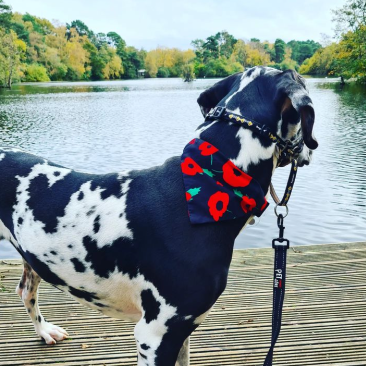 SALE - Slip on Dog & Cat Bandana - Poppy Print