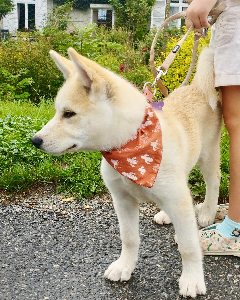 Slip on Dog Bandana in Cactus Design