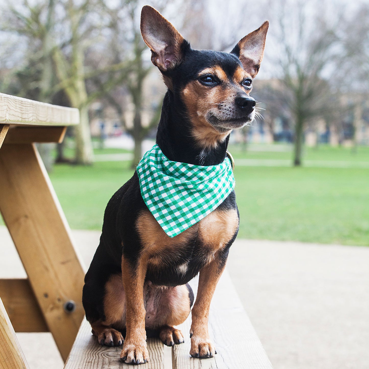 dog bandana, bandanas for dogs, green gingham dog bandana, Slip on Dog collar Bandana in Gingham Green, Creature Clothes