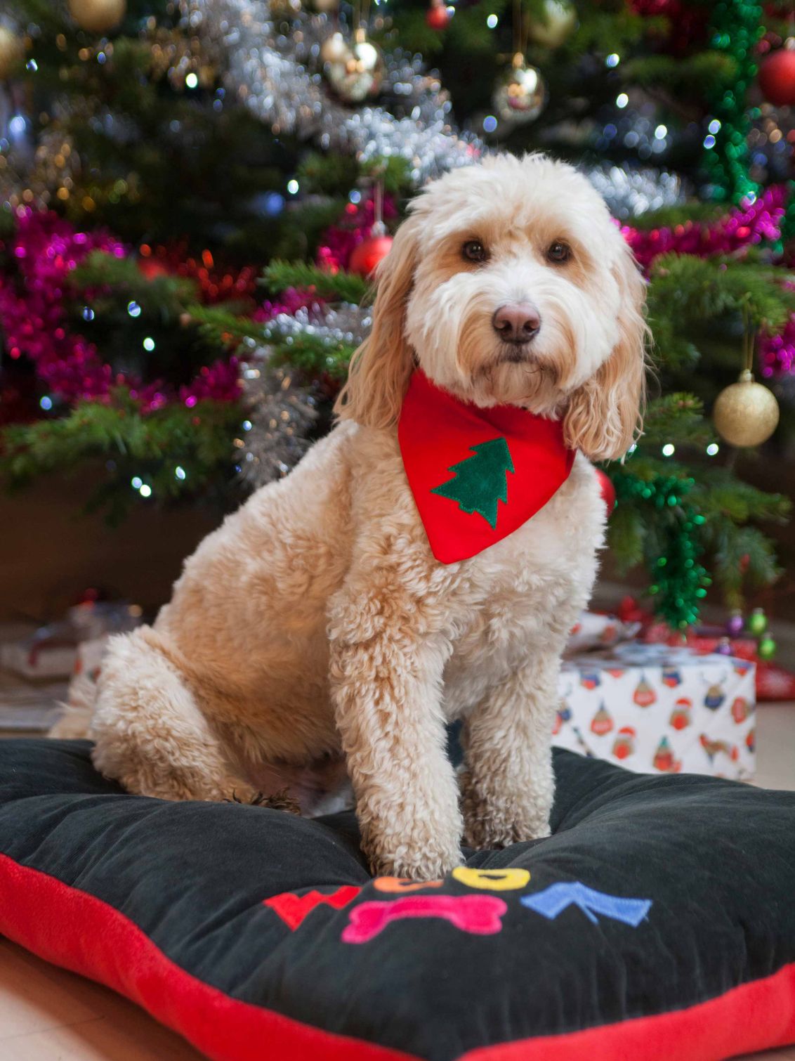 Dog Bed with rainbow Woof letters in Black Velvet, Creature Clothes