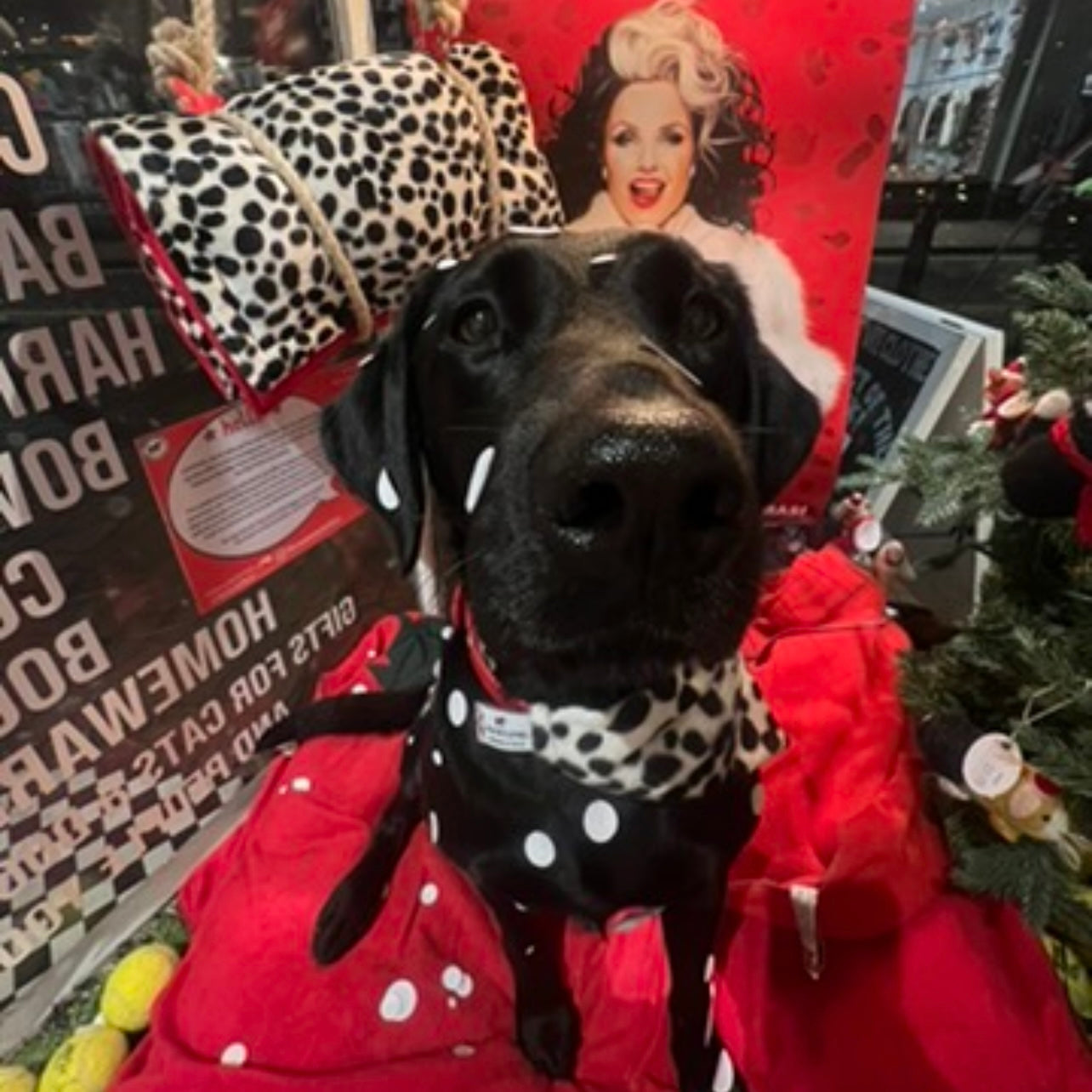 Padded travel blanket for dogs and cats. Dalmatian faux fur and red polar fleece