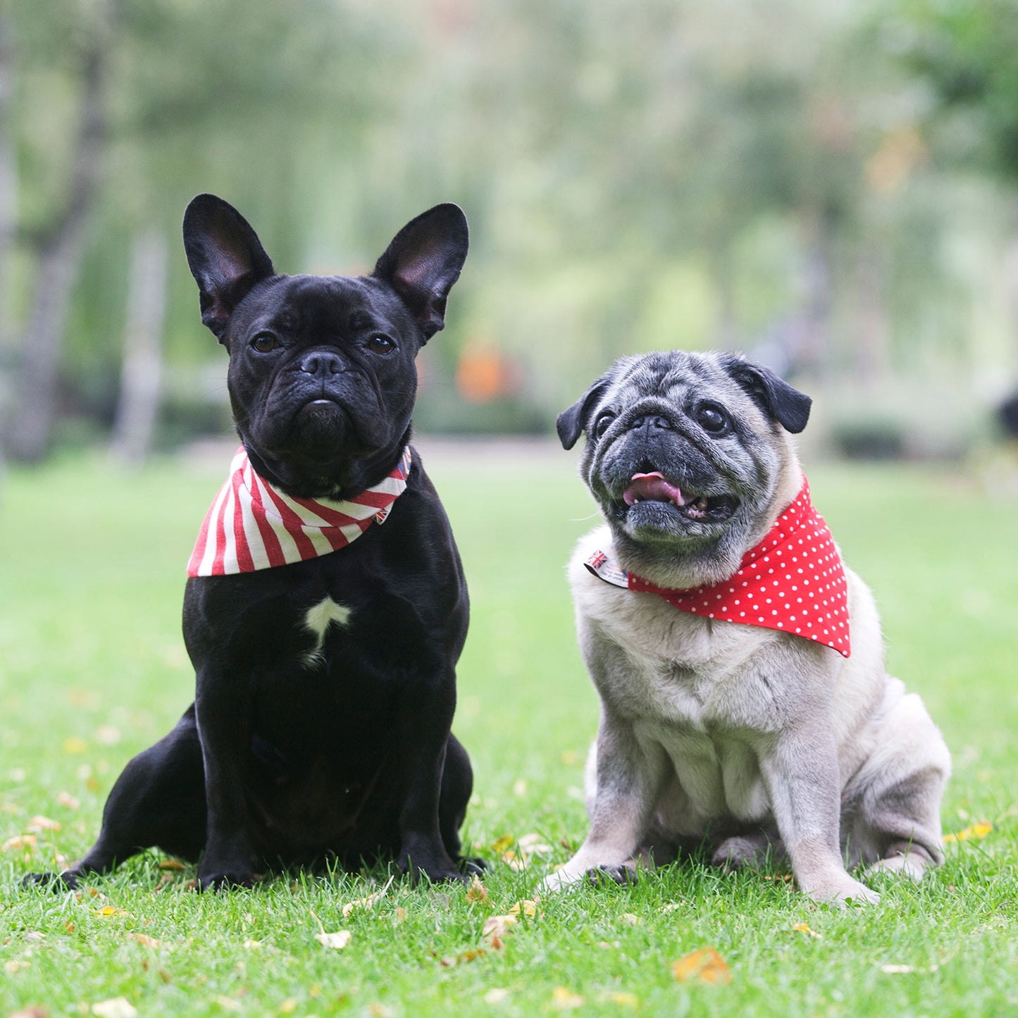 dog bandana, bandanas for dogs, candy stripe design dog bandana, slip on collar dog bandana, bandanas for dog collars, Creature Clothes