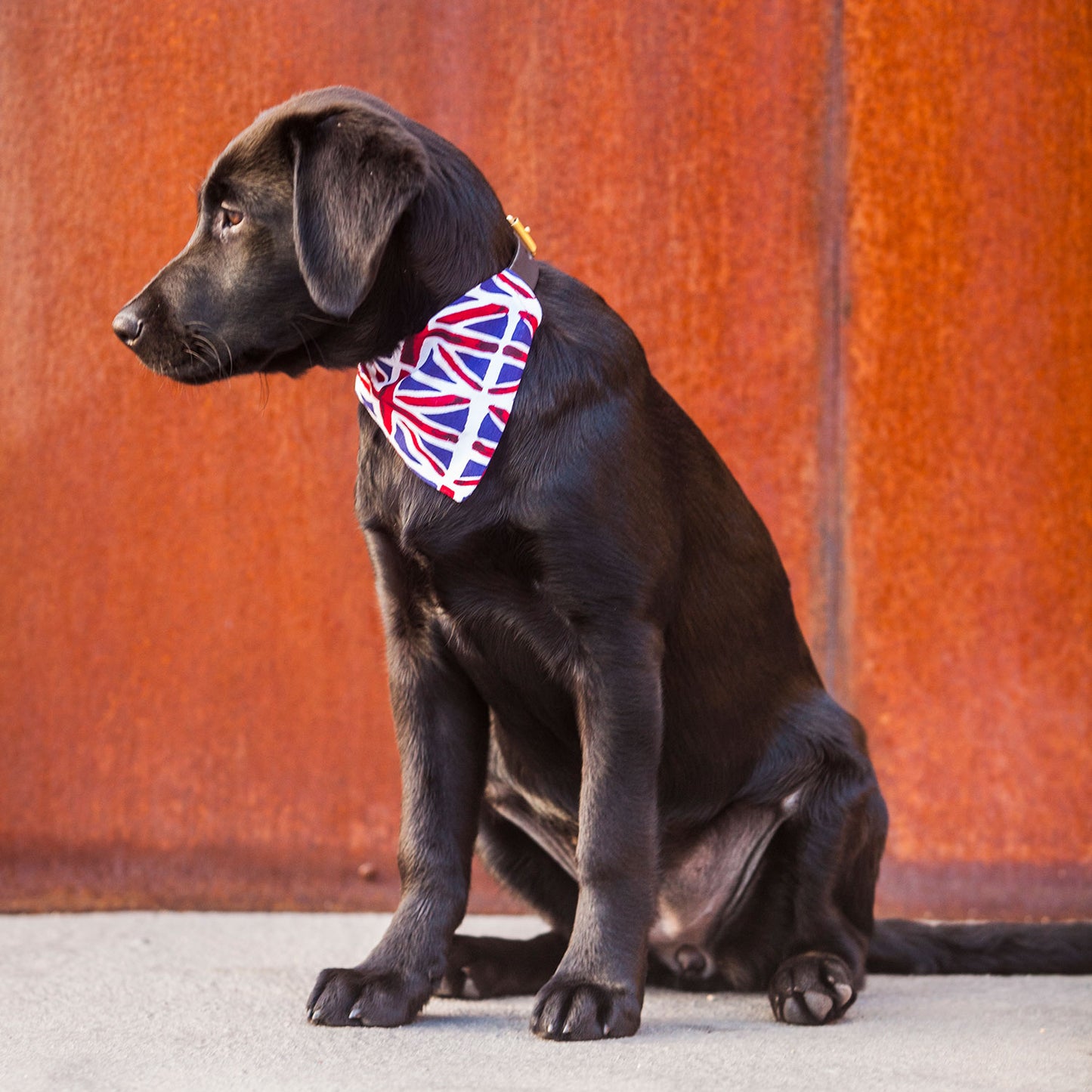dog bandana, bandanas for dogs, union jack flag design, dog bandana, slip on collar dog bandana, bandanas for dog collars, Creature Clothes
