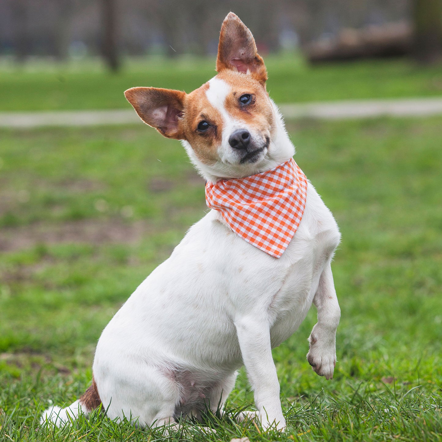 dog bandana, bandanas for dogs, orange gingham design, dog bandana, slip on collar dog bandana, bandanas for dog collars, Creature Clothes