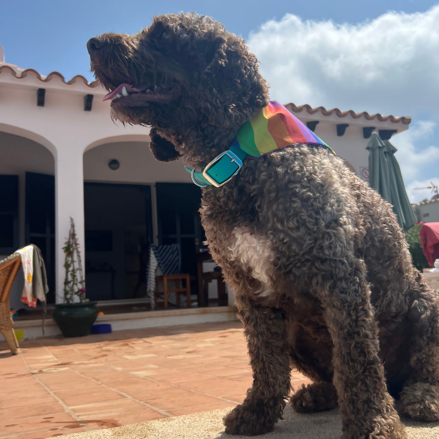 dog bandana, bandanas for dogs, pride dog bandana, dog bandana, slip on collar dog bandana, bandanas for dog collars, Creature Clothes