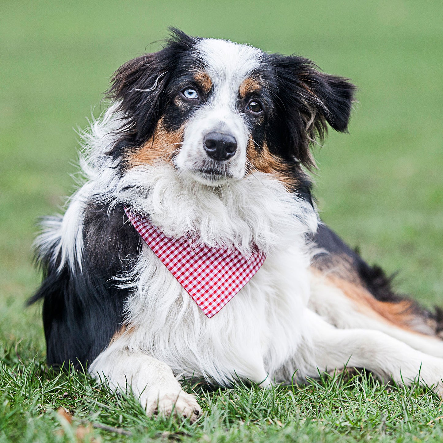 dog bandana, bandanas for dogs, red gingham design, dog bandana, slip on collar dog bandana, bandanas for dog collars, Creature Clothes