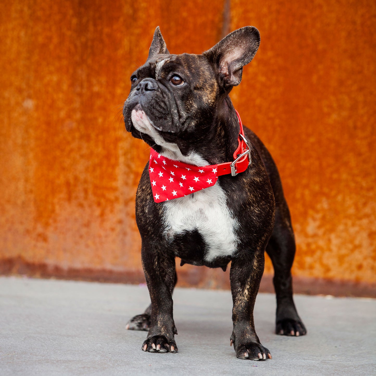 dog bandana, bandanas for dogs, red star bandana, slip on dog bandana, bandanas for dog collars, Creature Clothes