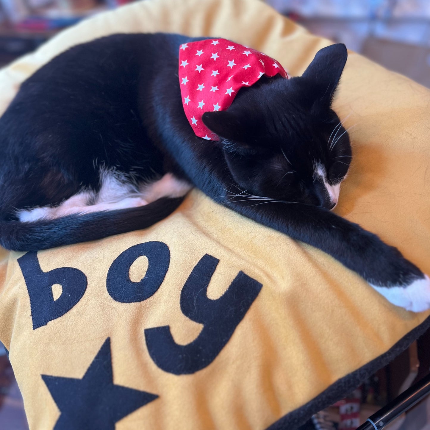 Cat Bandana in Red Star Print