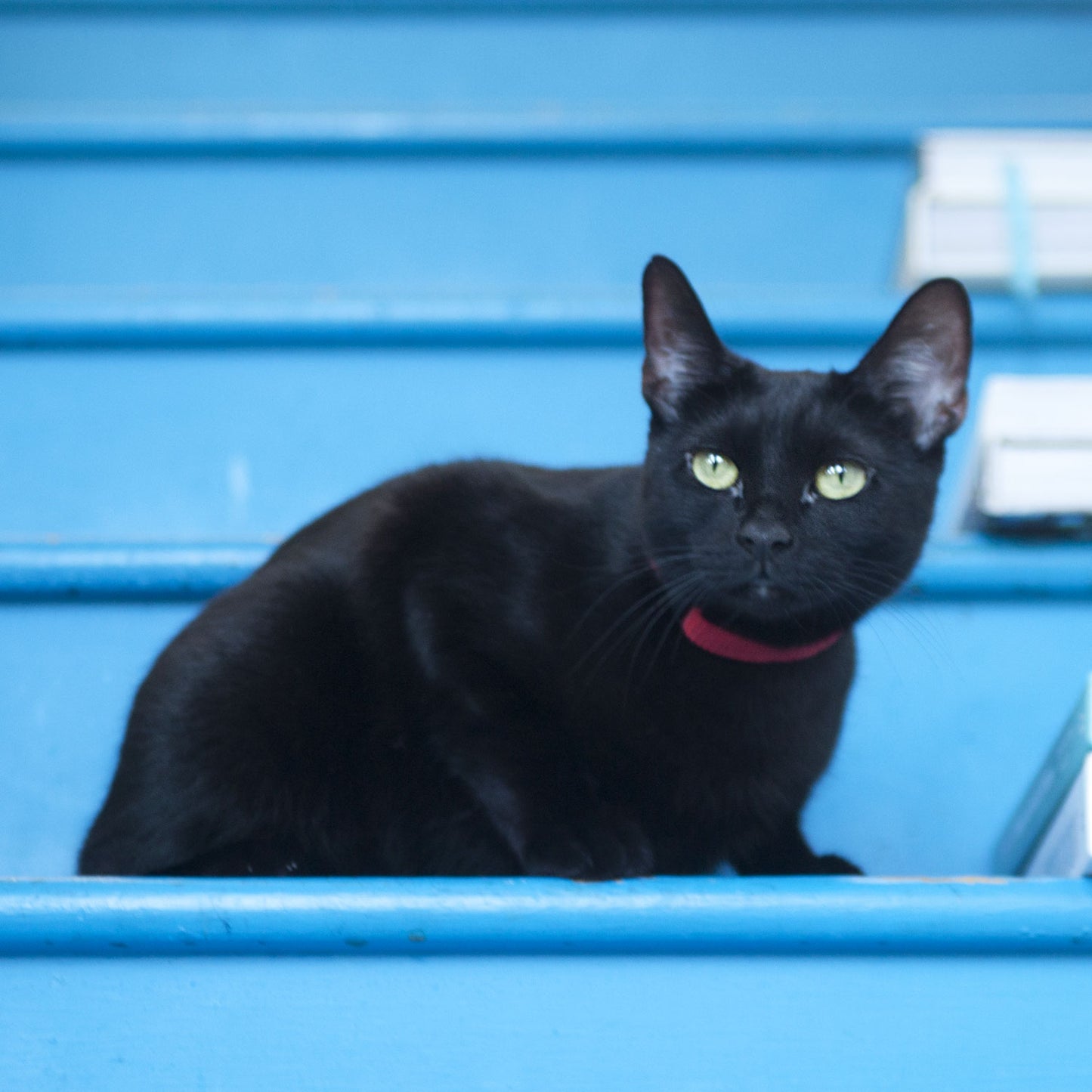 Cat Collar in Red Faux Suede, Creature Clothes, safety cat collar