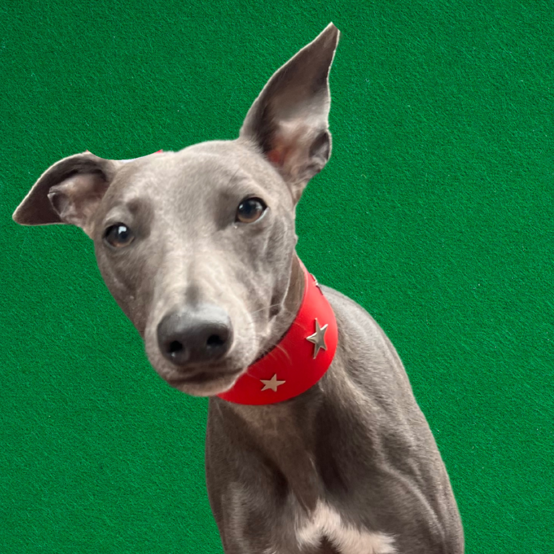 Sighthound dog collar in red leather with silver stars on a whippet, Creature Clothes