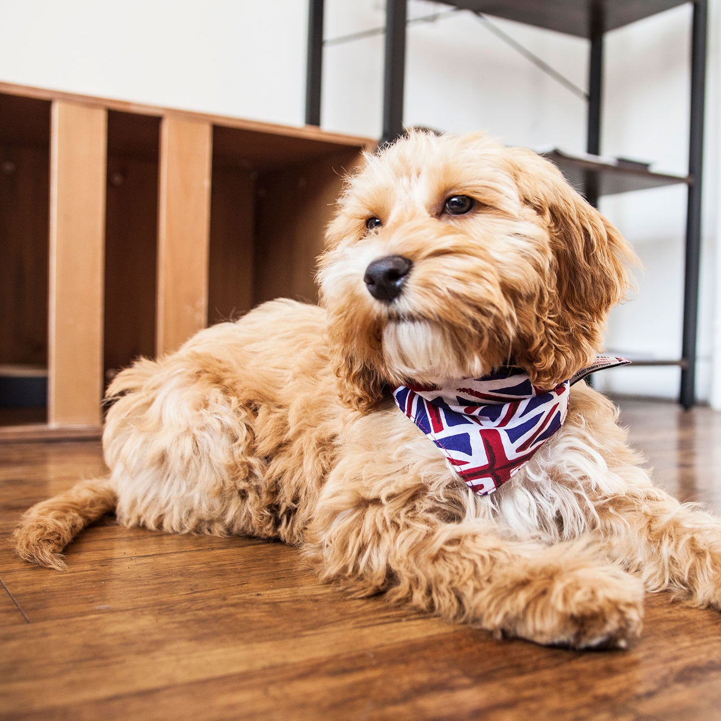 Tie on Dog Bandana - Union Jack Flag and Blue Gingham, Creature Clothes