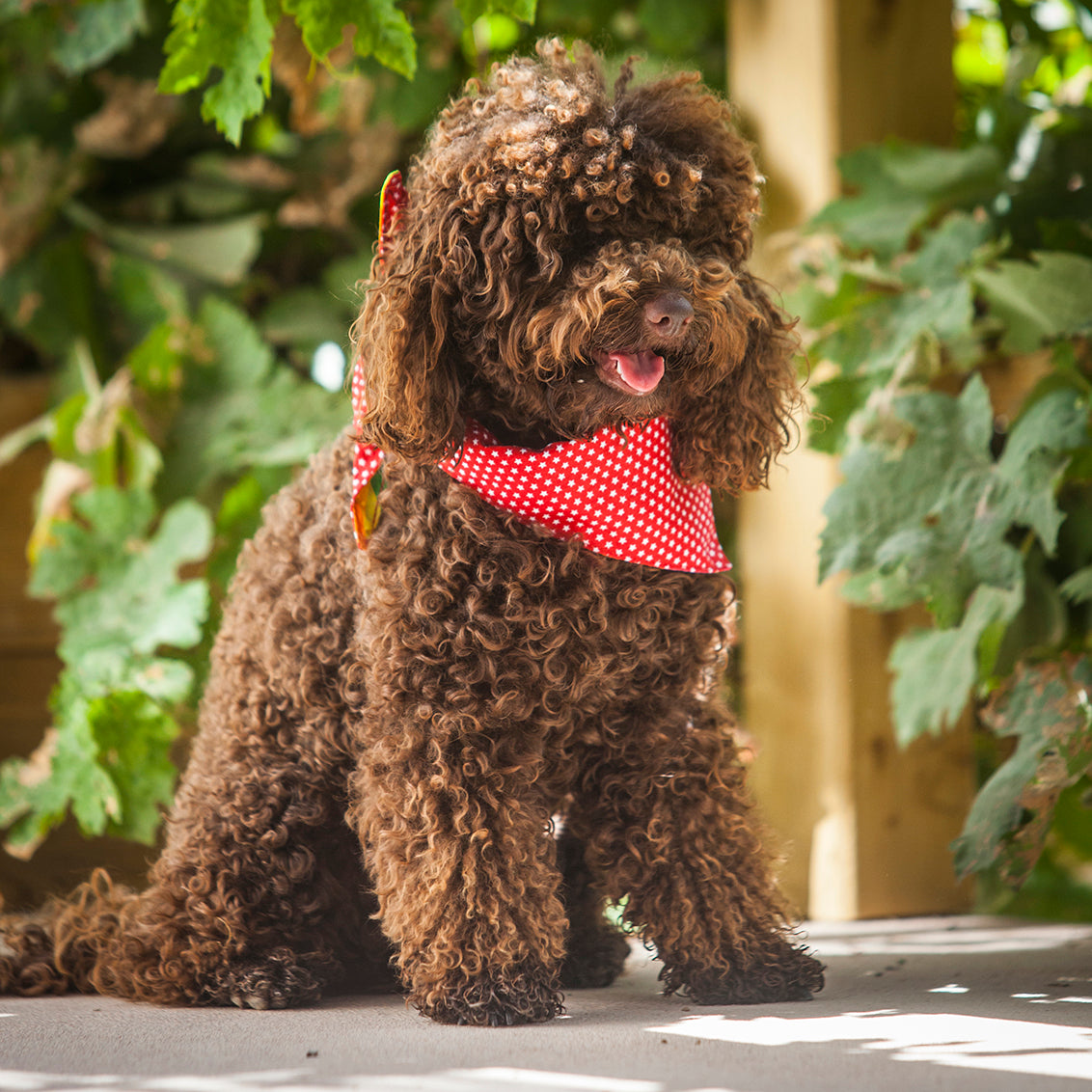 Tie on Dog Bandana - Red Star Print / Rainbow Stripe, Creature Clothes