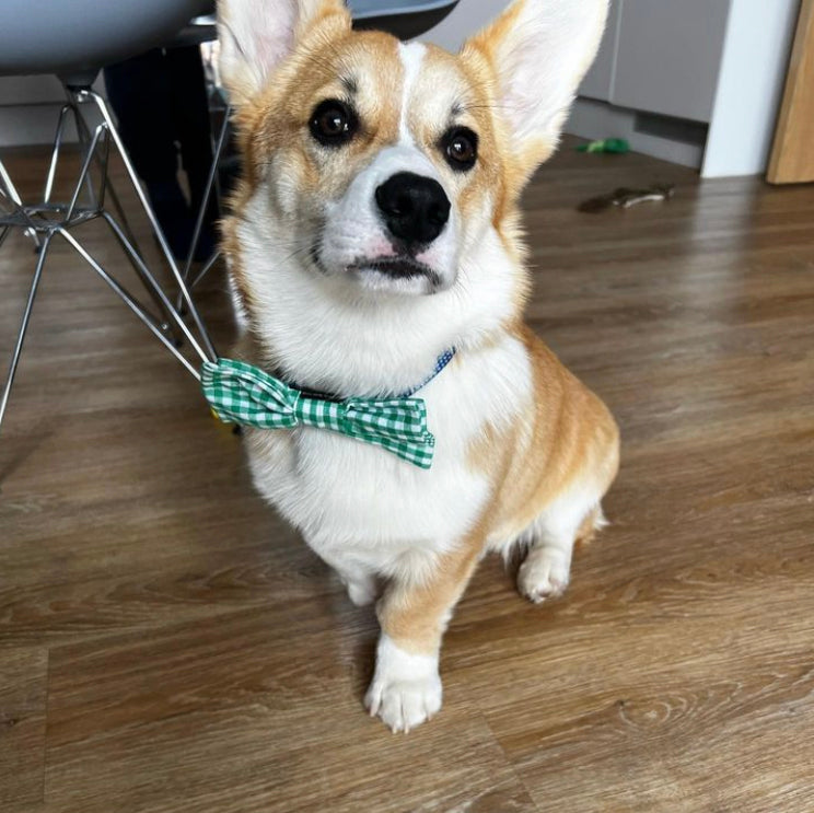 Dog Bow Tie in Green Gingham Design, dog bow ties, bow ties for dogs, green bow ties, gingham bow ties, Creature Clothes