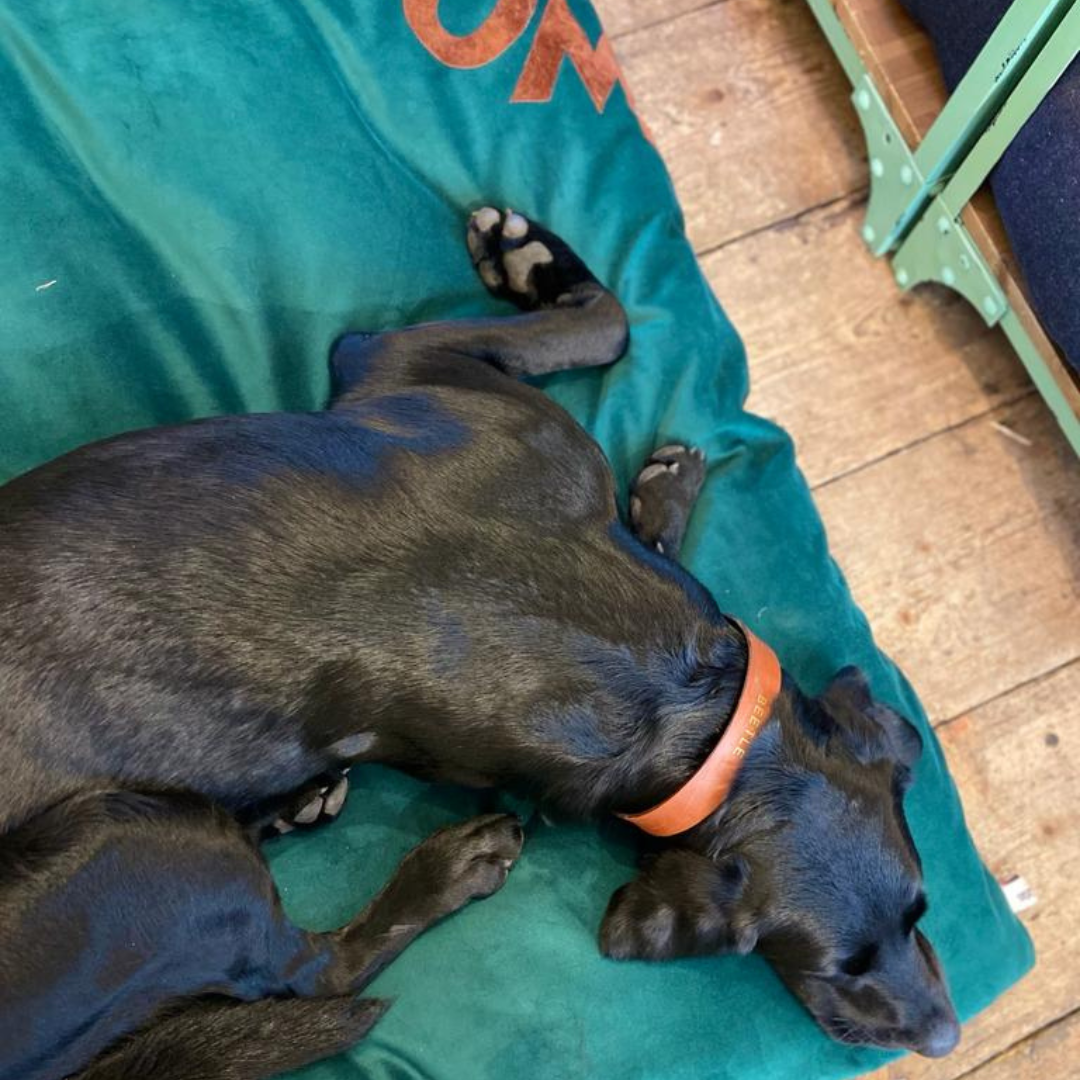 Dog bed in green velvet with brown woof letters, Creature Clothes