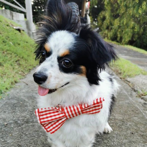 Dog Bow Tie in Red Gingham Design, dog bow tie, bow ties for dogs, red gingham bow tie, Creature Clothes