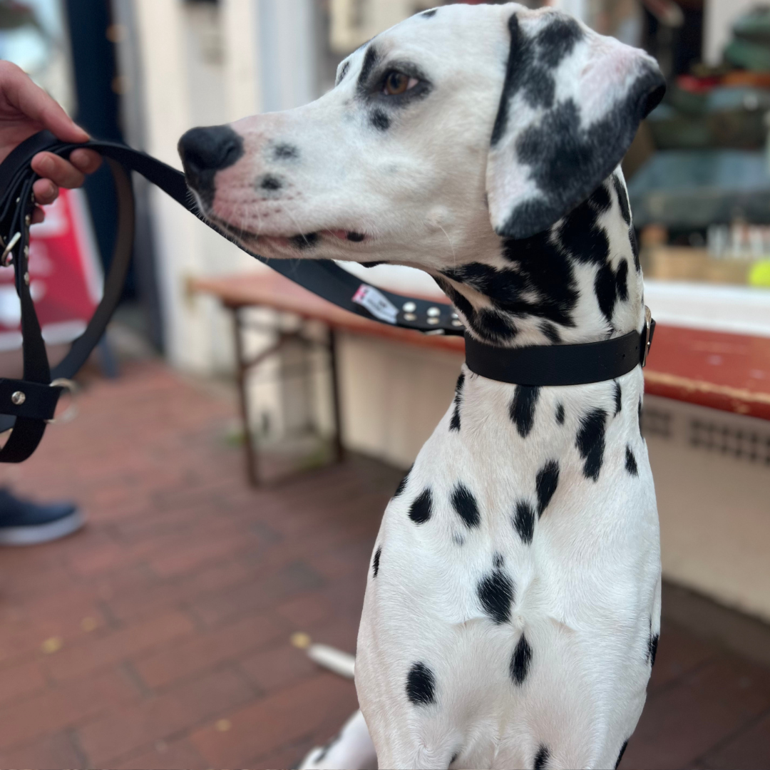 Biothane dog lead in waterproof vegan black leather