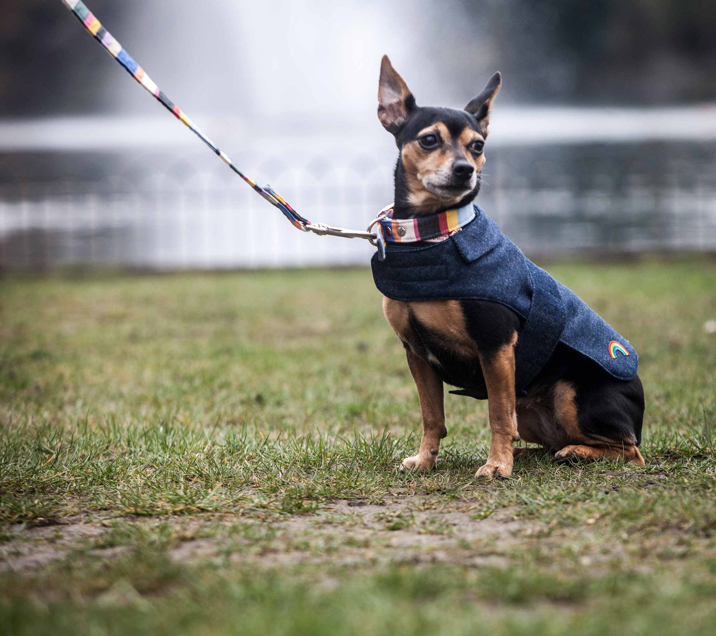 Denim Dog Coat, Creature Clothes