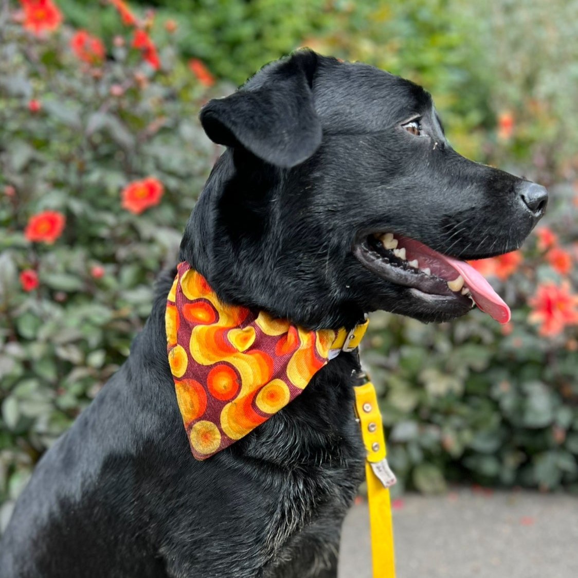 dog bandana, bandanas for dogs, retro cord design, dog bandana, slip on collar dog bandana, bandanas for dog collars, Creature Clothes