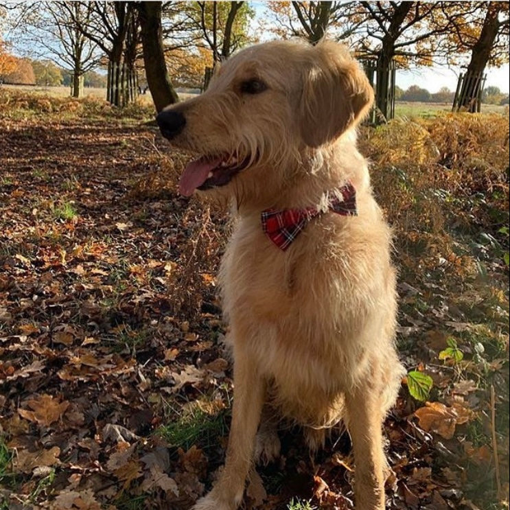 Dog Bow Tie in Red Tartan, dog bow tie, red dog bow tie, tartan dog bow tie, Creature Clothes