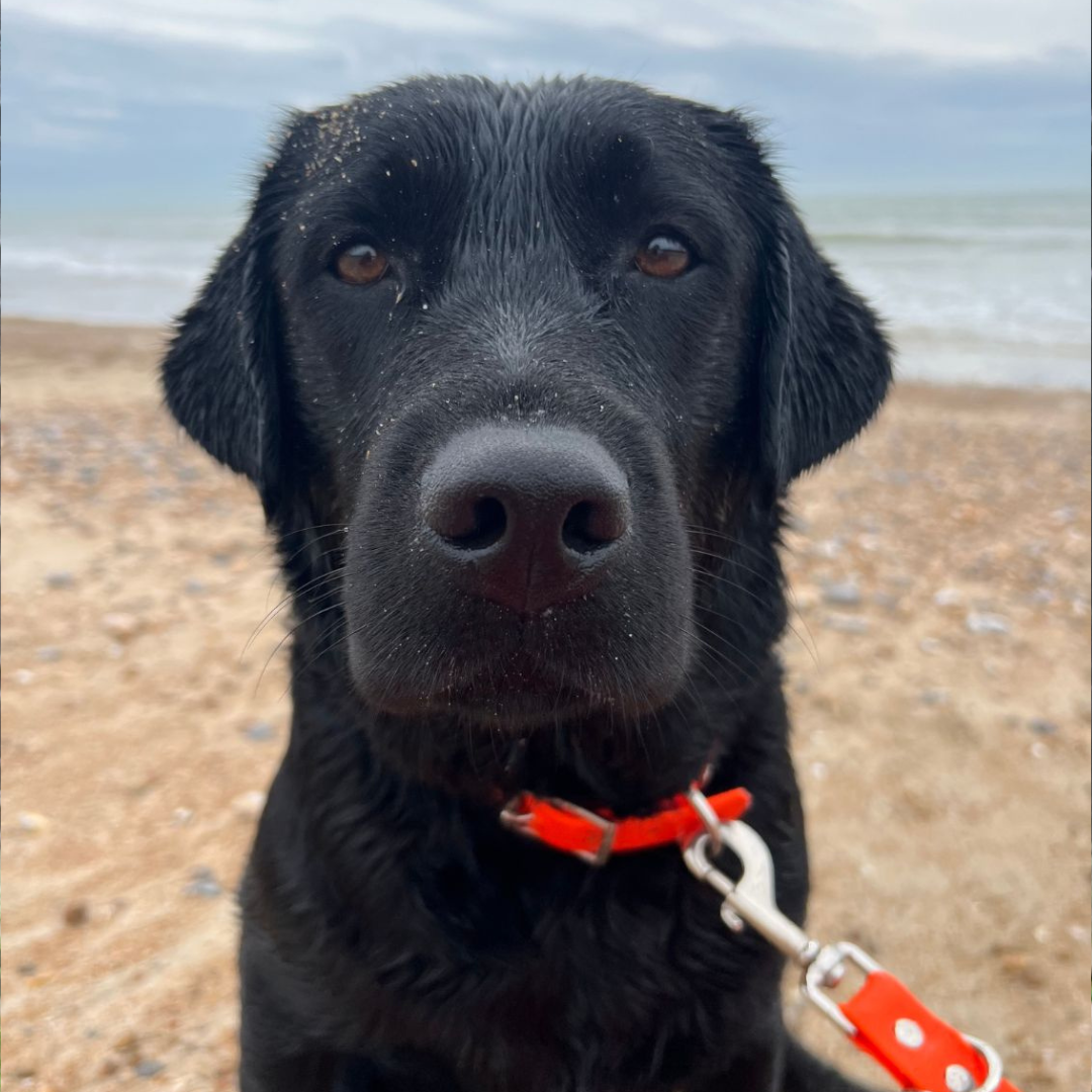 Biothane dog lead in waterproof vegan orange leather