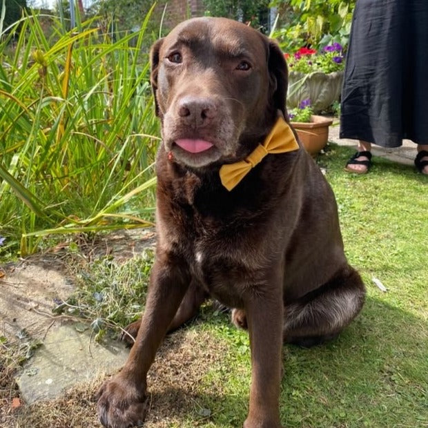 Dog & Cat Bow Tie in Mustard Velvet