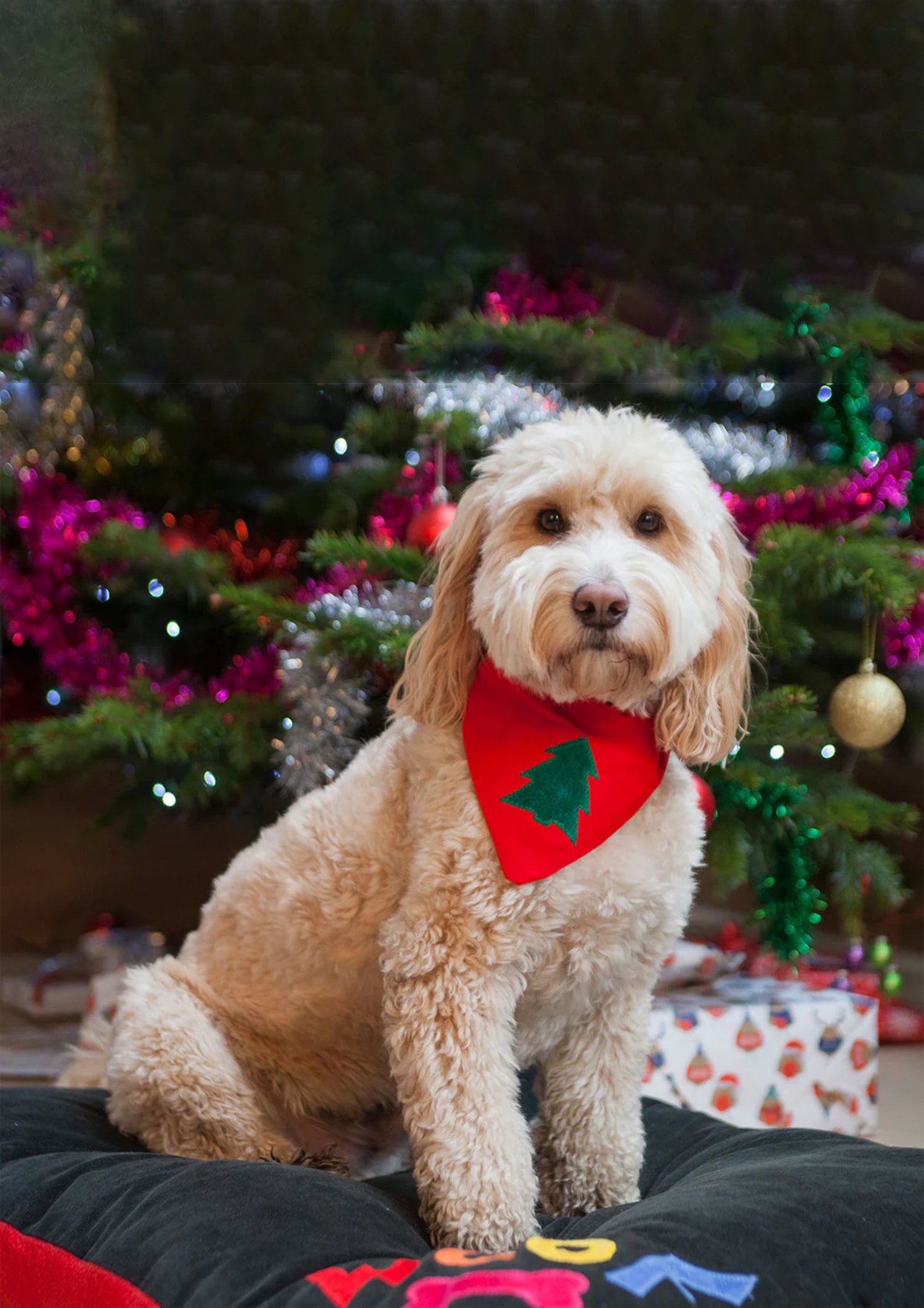 Christmas Collection