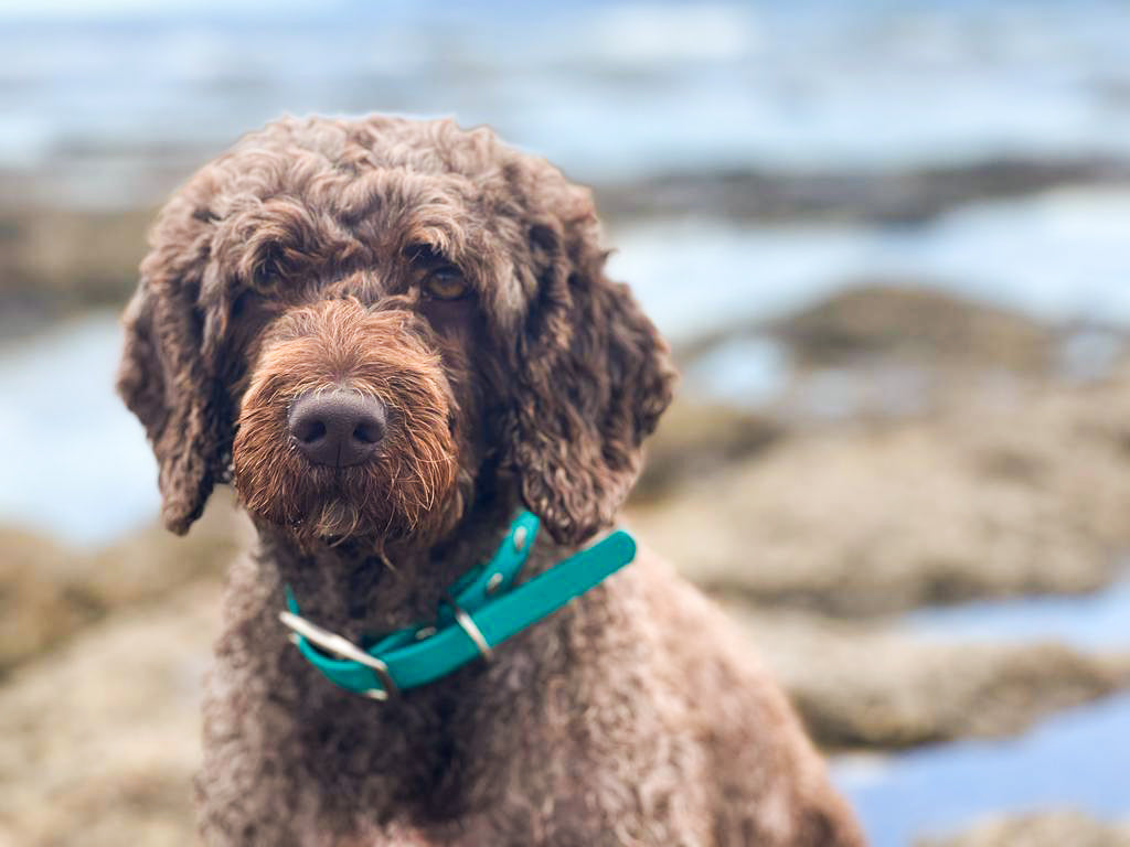 The Teal & Green Collection