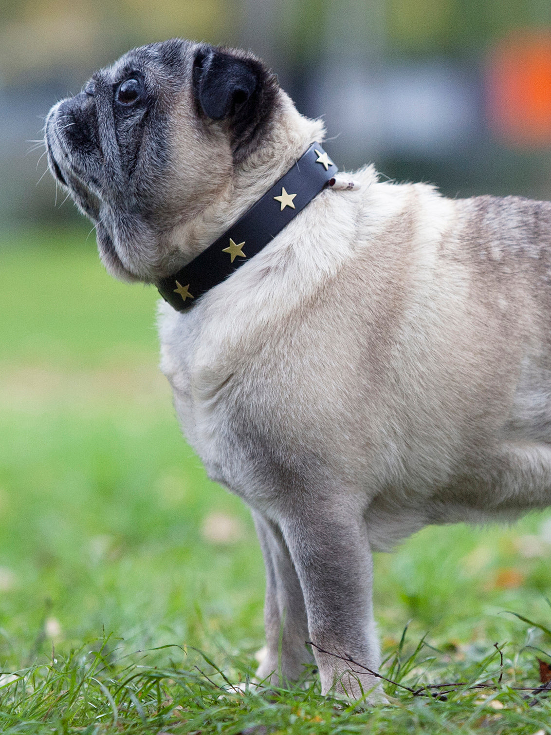 Brass Star Dog Collars & Leads