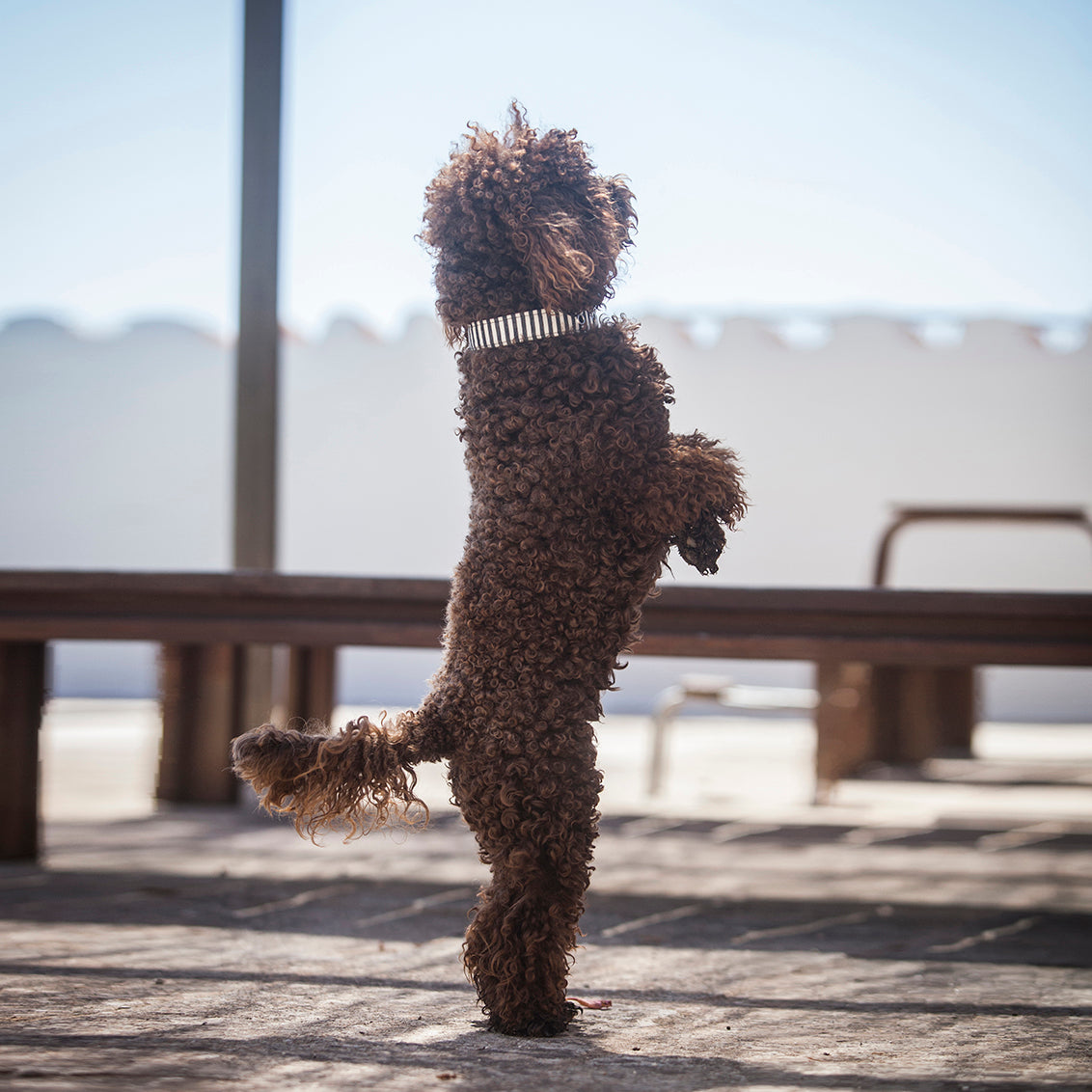 Vegan Fabric Dog Collars