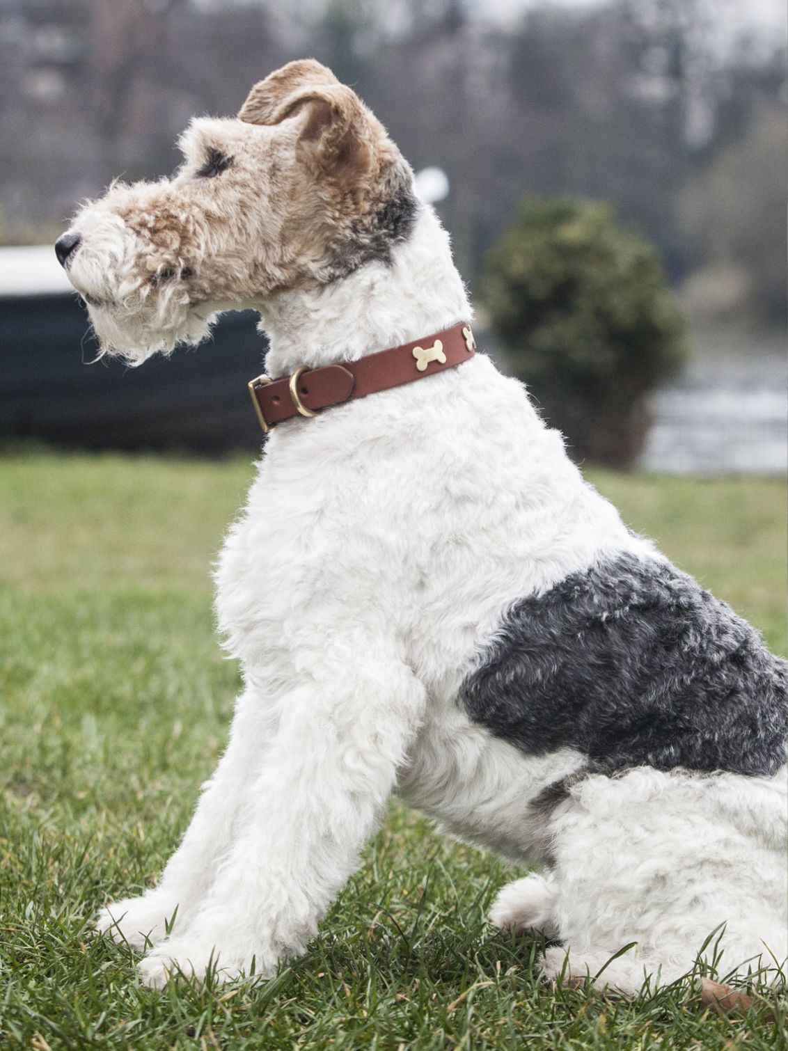 Brass Bone Dog Collars & Leads
